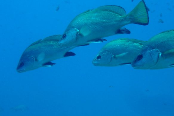 Parc marin de la Côte Bleue
