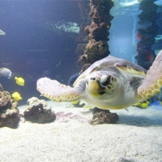 La tortue Rana rejoint le grand bassin