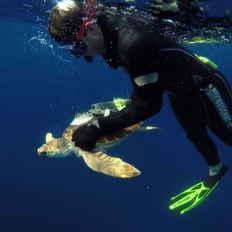 Rana, la tartaruga Caouanne, viene rigettata in acqua